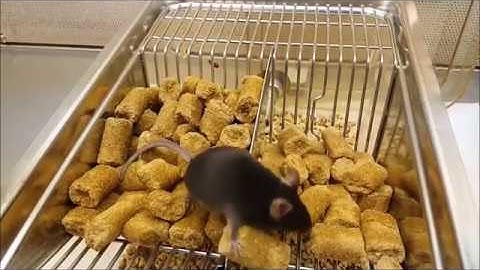 Mouse remembers there used to be a passage here