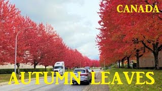 22. Autumn walk 4K\/ The beauty of fall\/autumn foliage in Richmond, Metro Vancouver, Canada.