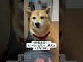 しつけに失敗した柴犬の末路