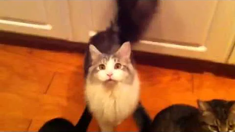 Video 4683311: feeding maine coon