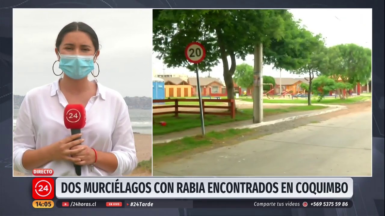 Coquimbo: ISP confirmó el hallazgo de dos murciélagos con rabia