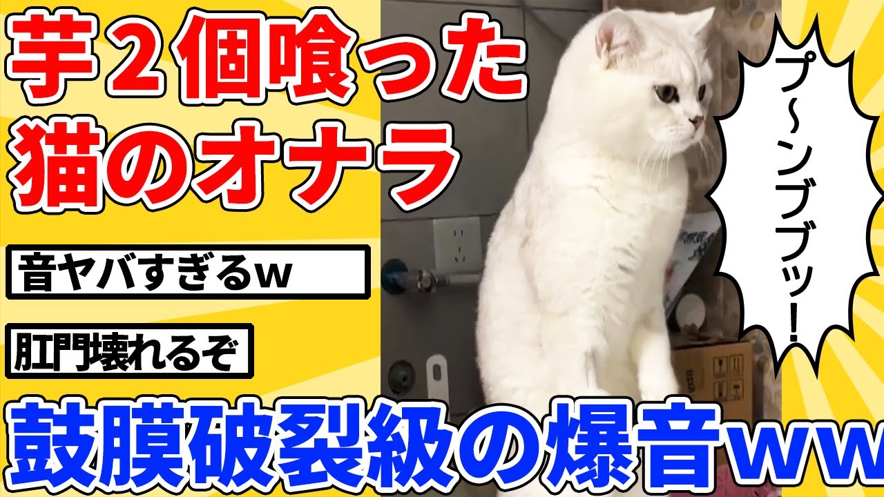 【2ch動物スレ総集編】芋食べた直後の猫のオナラ→異常レベルの爆音ｗｗｗｗｗ