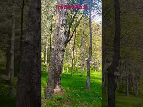 Sharan Jungle Sharan Hiking 4 4