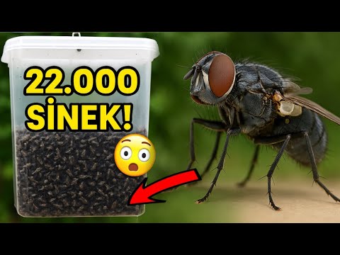 11 TUZAK İLE 22.000 SİNEK YAKALADIK ! 