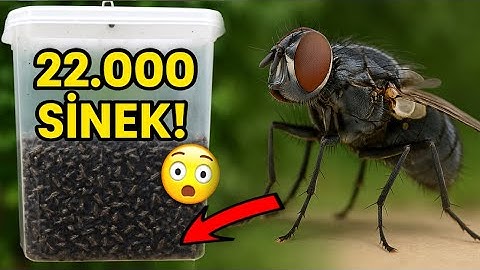 11 TUZAK İLE 22.000 SİNEK YAKALADIK ! 
