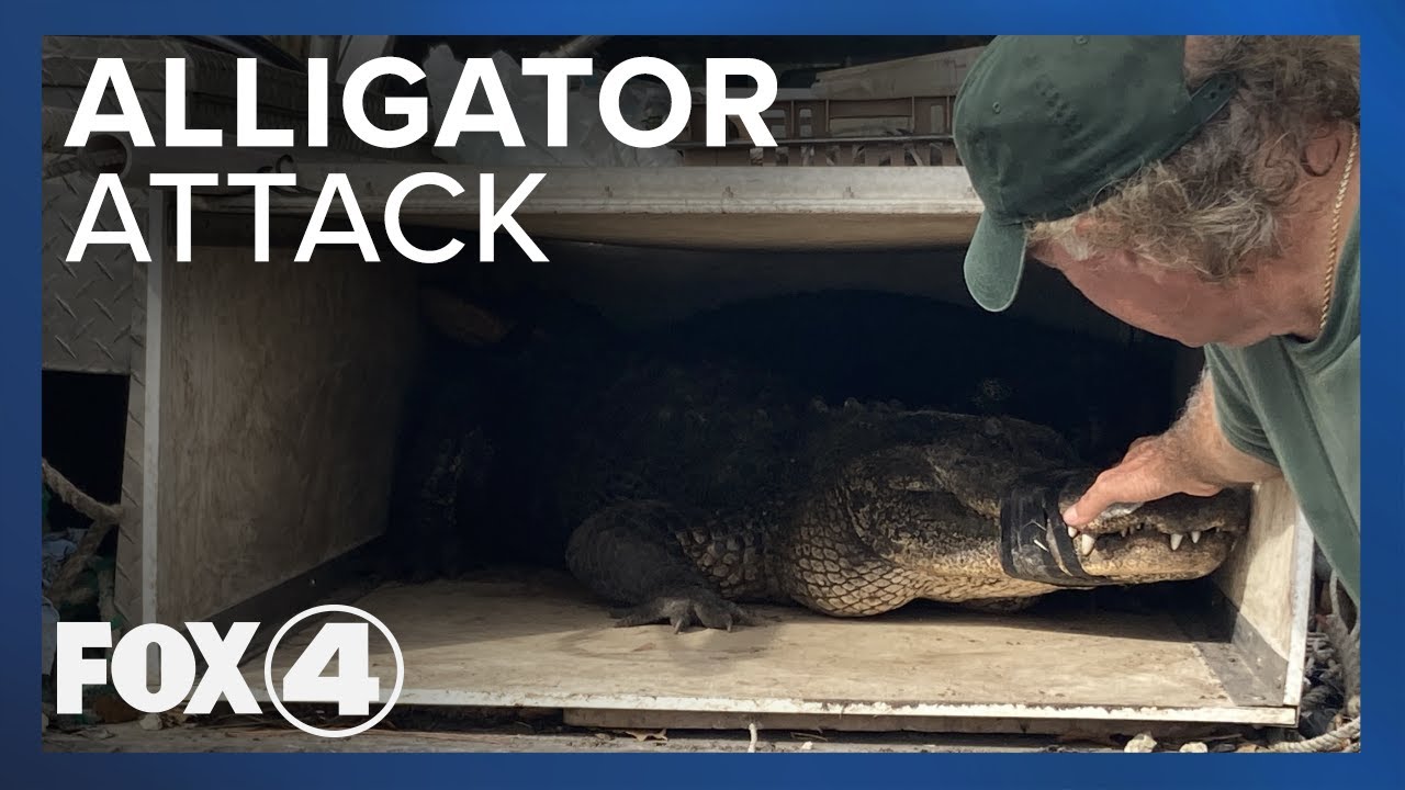 Alligator Will be Euthanized After Attacking a Man Near Pond in Sanibel