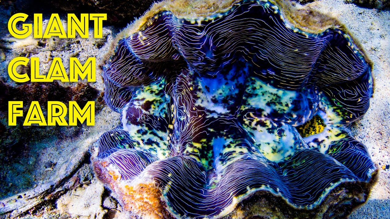 Giant Clams