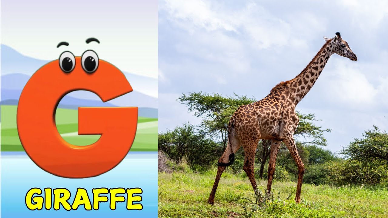 Animals ABC Song For Kids Phonics For Kids Alphabet Letters Learn Animals abc song for kids phonics for kids alphabet letters learn