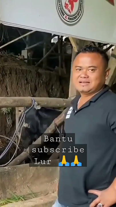 MAS JOKO Owner Lembu Benggolo #sapi #shorts #shortsvideo #viralshorts #feedshorts #fyp #limosin