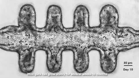 Next-gen organoids grow and function like real tissues