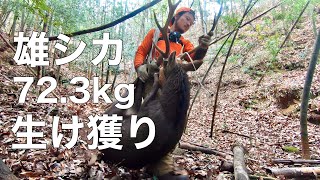 【生け獲り】雄シカ 72.3kg Catch a Deer Alive  /Self-Sufficient