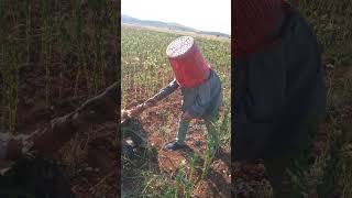 Keleter Kafalar Resimi