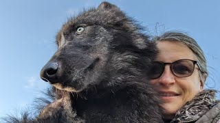 Miyax Lupine Wolfdogs - Dot Update
