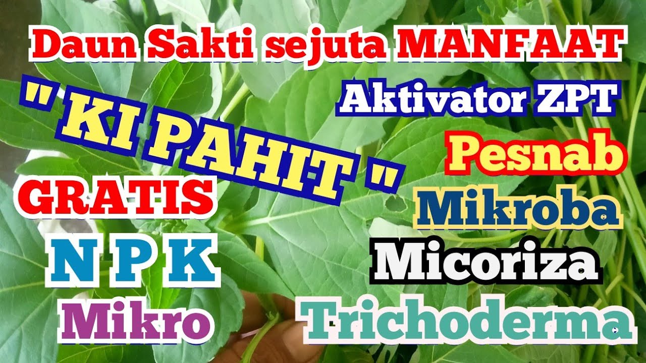 sejuta manfaat KIPAHIT GRATIS untuk TANAMAN dan CARA APLIKASINYA