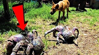 Weirdest Crustaceans Ever