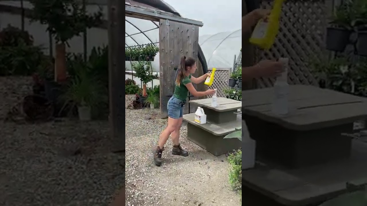 Spraying for Spider Mites