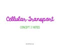 Cellular Transport and Homeostasis Quiz