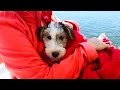 Bryson (from Birchhurst) Our 10 Week Old Wire Fox Terrier Puppy First Boat Ride