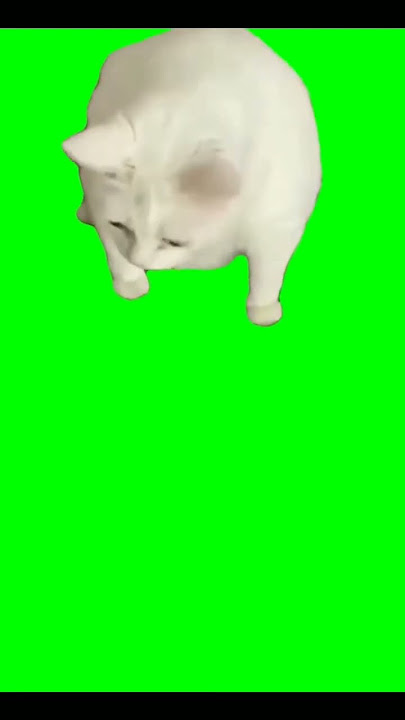 meme kucing muntah