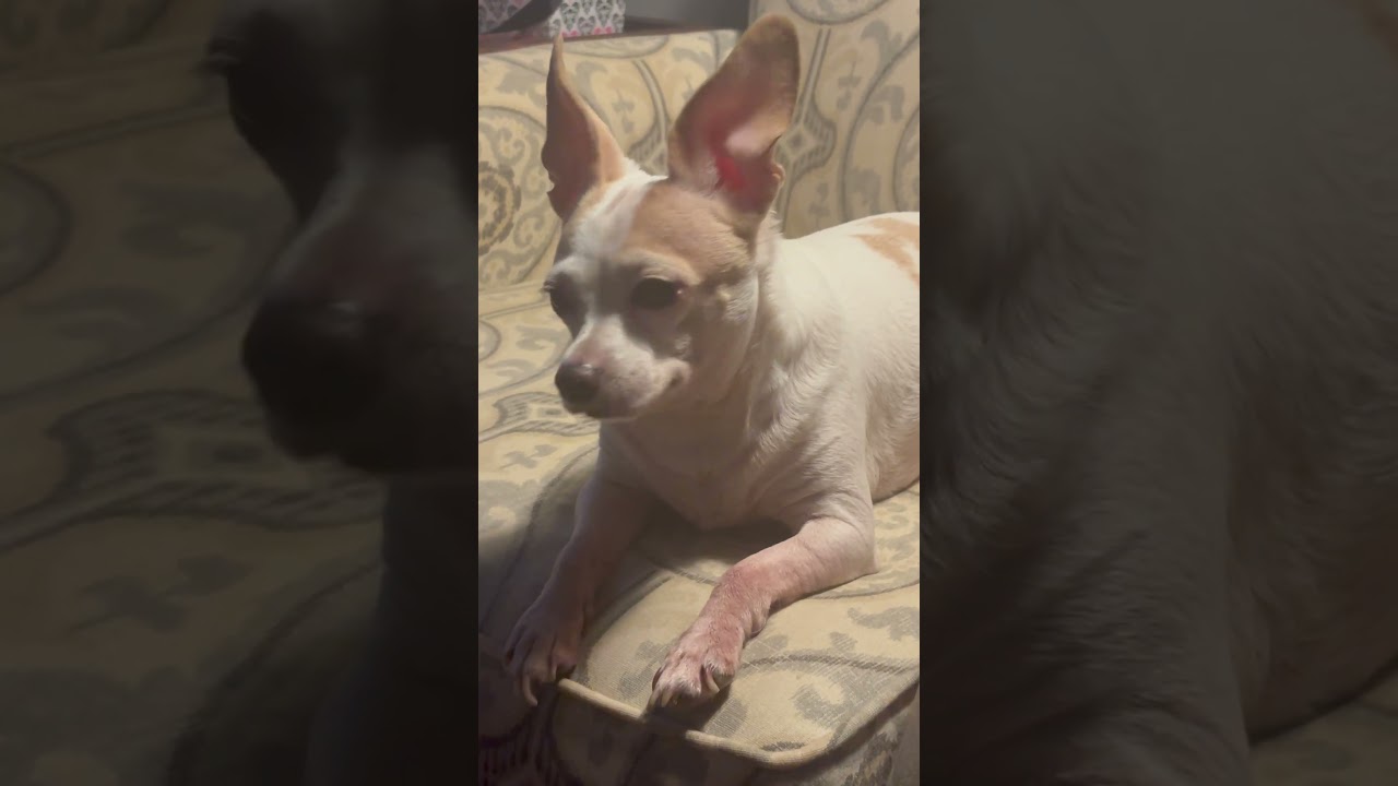 Шелби Лу хочет внимания