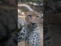 Panther
