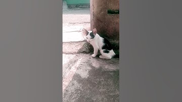 Thumbnail of #coversong #cat #song #cover #jalanyangjauhjanganlupapulang #beranda