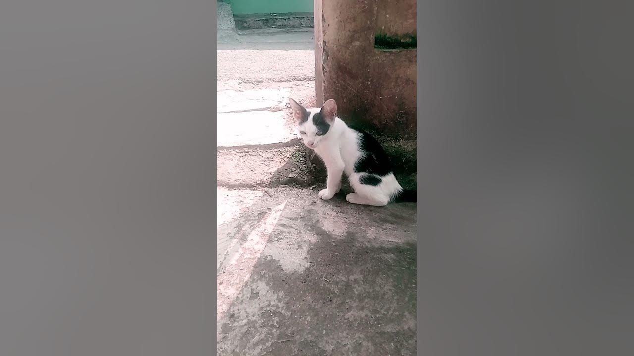 #coversong #cat #song #cover #jalanyangjauhjanganlupapulang #beranda