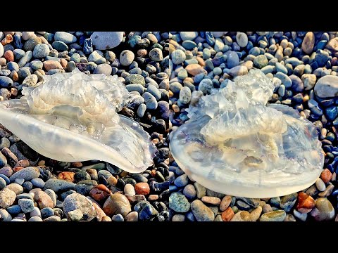 უზარმაზარი მედუზები ვნახეთ ზღვაზე🐙🌊🌊🌊☀️🏝🏖