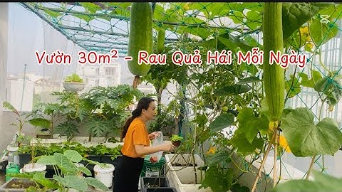 Làm Vườn Sân Thượng 30m² | Mẹo Trồng Rau Xen Kẻ Cho Thu Hoạch Liên Tục Mỗi Ngày
