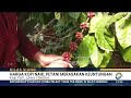 Petani Kopi di Pati 'Full Senyum', Permintaan Robusta Meroket [Metro Siang