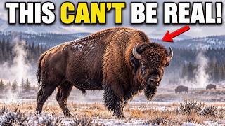 Scientists Tested Every Bison in America — And the Result doesn't make sense!
