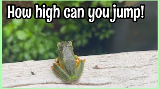 How high can a frog jump//Cheche Lañojan