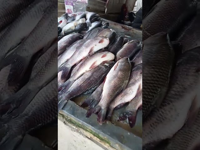 Fish Market at Bengaluru.ব্যাঙ্গালুরুর মাছের বাজার।