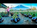 Harvesting salted eggplant goes to market sell  tiu vn daily life