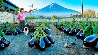 Harvesting Salted Eggplant Goes To Market Sell | Tiểu Vân Daily Life