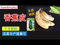 【钾肥】怎样用香蕉皮做钾肥？How to make natural potash fertilizer with banana peels