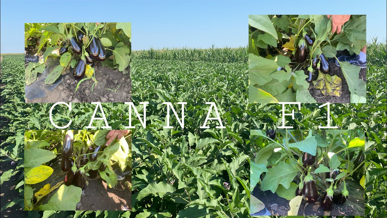 Rezultatele hibridului de vinete Canna F1 (Bakker Brothers) si comparatie cu hibridul Aragon F1