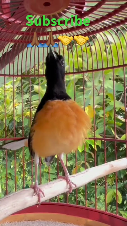Murai batu Sabah/Borneo #harrymeng