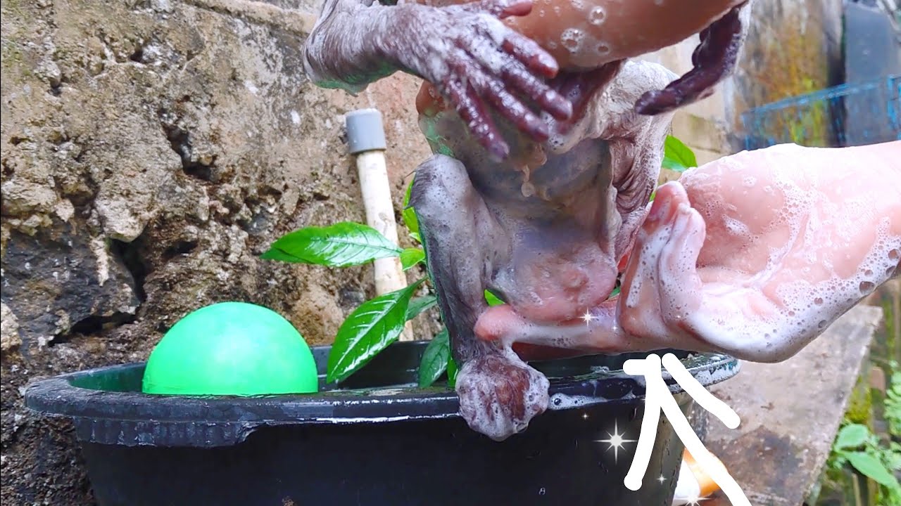 Monyet Kesayangan Mandi Sore Bersih