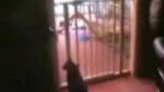 Funny Cat Flip With Slow Motion (Its piss ur pants funny)