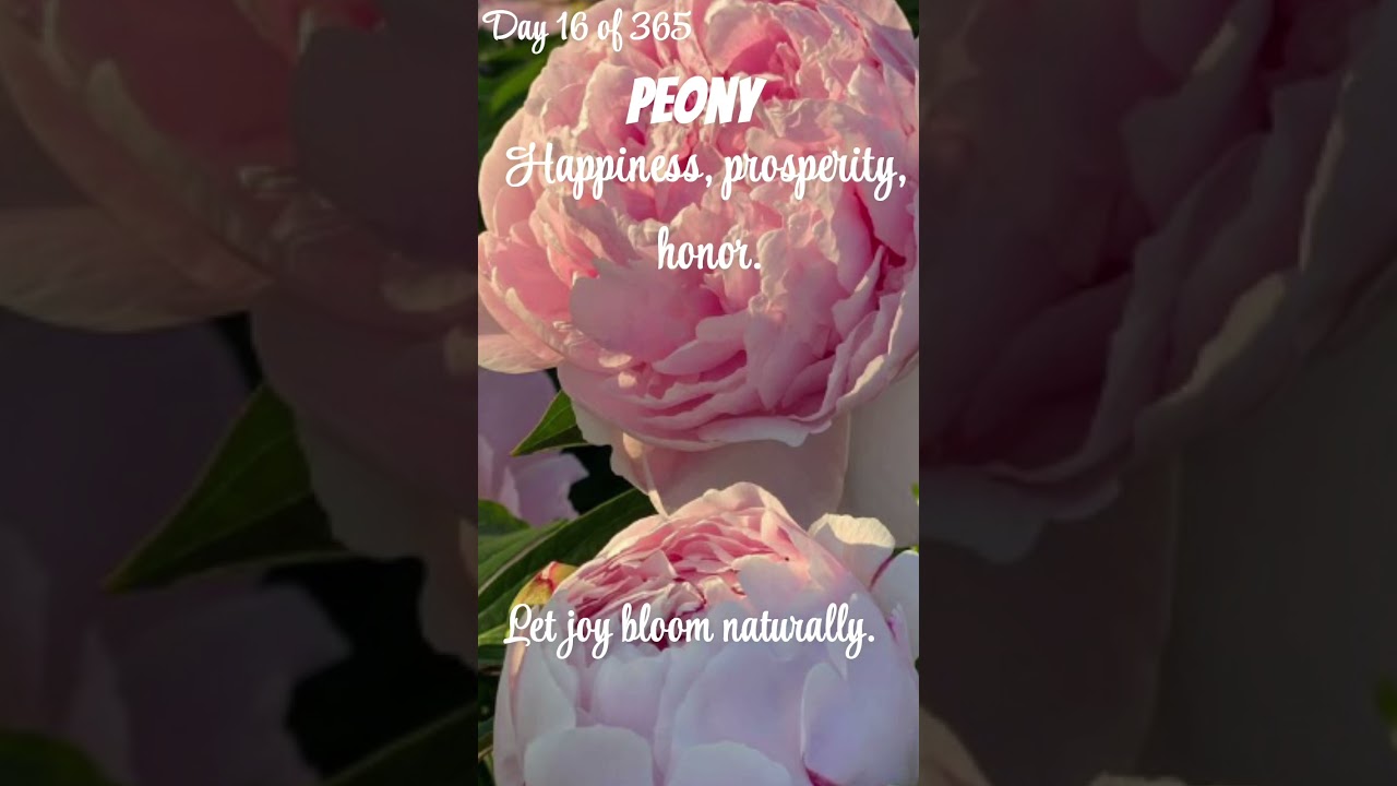 Peony reminds us that happiness grows when we stay patient and positive..