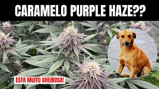 EP 4: CARAMELO ficou ROXA e ESTA MUITO CHEIROSA! - CULTIVO INDOOR CANNABIS MACONHA