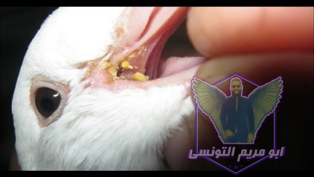 مرض الكنكر في الحمام والطيور اسبابة وطرق العلاج والوقاية من ابو مريم التونسي