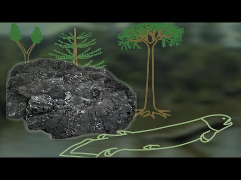 The Great Coal Forests of the Carboniferous