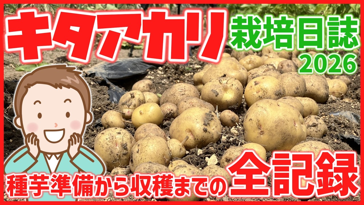 Home Gardening] How to Grow Spring Potatoes: Kita-akari - A