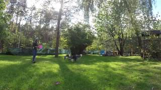 Dogfrisbee training | Autumn 2018 |