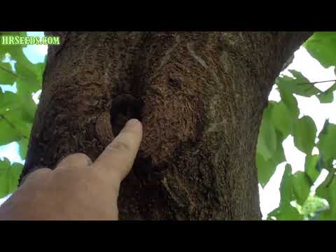 Videó: Royal Empress Control: Hogyan állítsuk meg a Paulownia fák terjedését