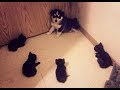 犬と猫の喧嘩！？じゃれているだけ？つい笑っちゃう仲良し動画