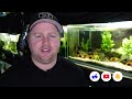 Cyprichromis Leptosoma / Sardine Cichlid Care and Breeding Guide