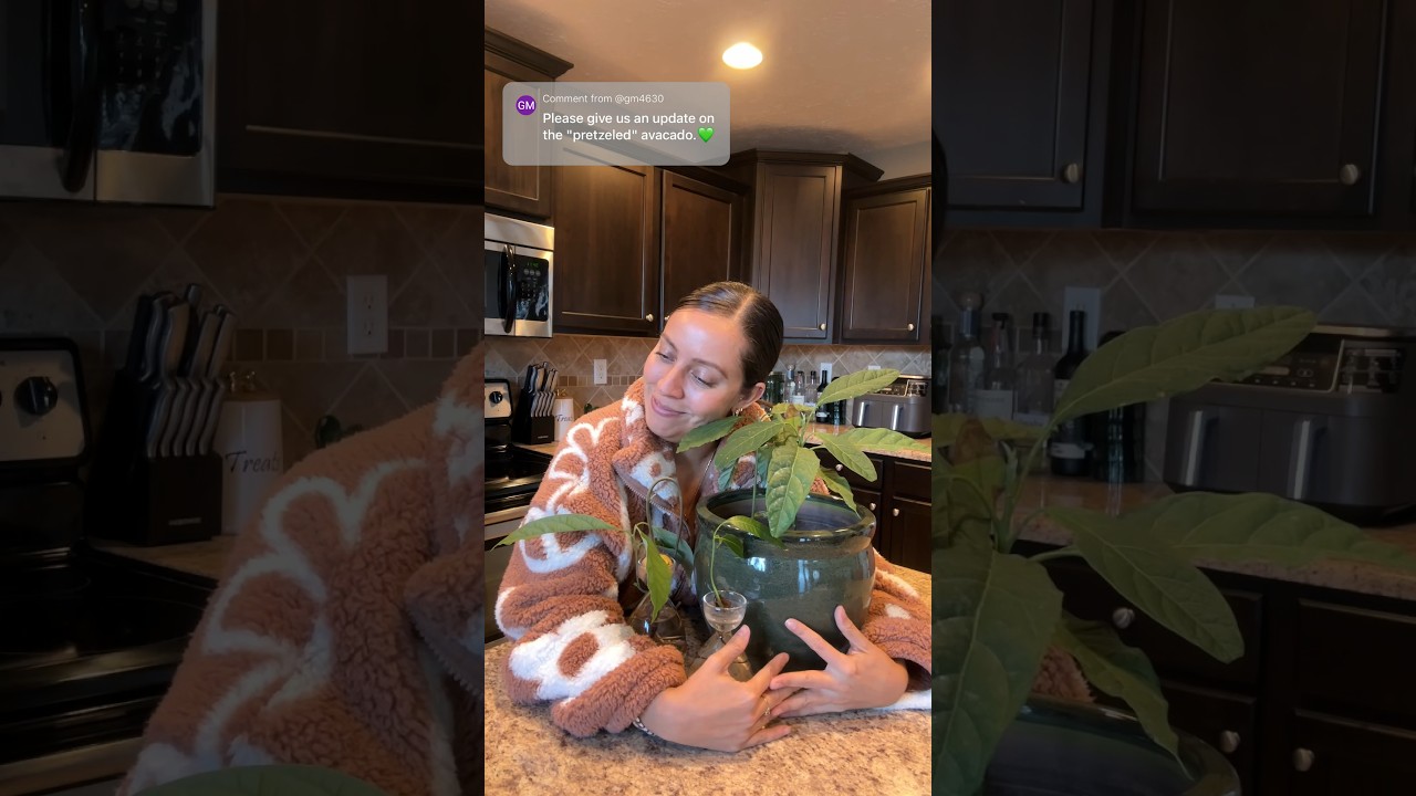 What’s the best way to grow avocado seeds? Update! 